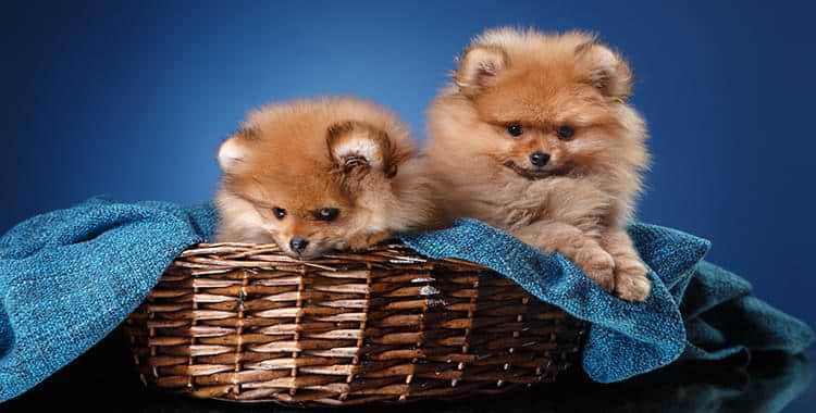 images-Importing A Puppy – How To Bring A Puppy Into Israel