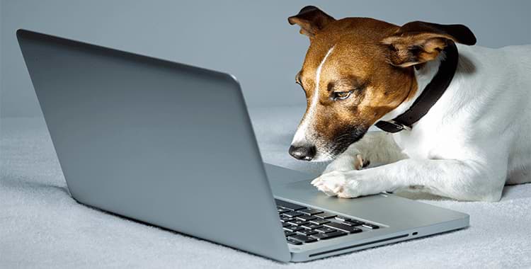 כלב מסתכל בתוך מחשב