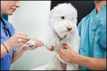בדיקת נוגדני כלבת – מה זה