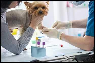 לקיחת דגימת דם מכלב