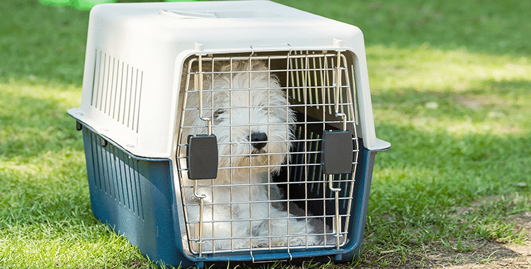 White dog inside an airline approved flight crate