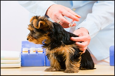 Pet dog getting vaccinated at the vet