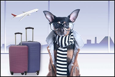כלב בשדה התעופה עם מזוודות ומטוס בשמיים. הכלב מוכן להטסה