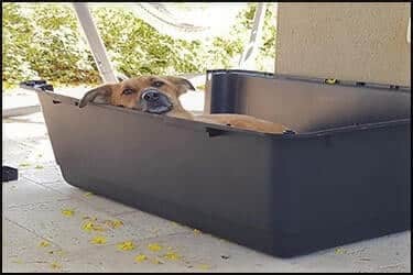 כלב שוכב בתוך כלוב טיסה