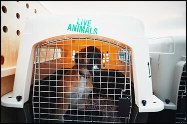 כלב עצוב בתוך כלוב הטסה של פטמייט