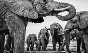 פילים בדרום אפריקה