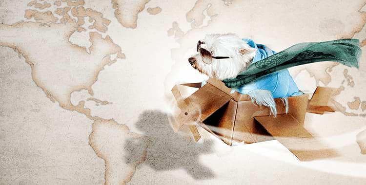 A dog flying in a plane made out of cardboard. The dog is wearing a blue blanket, a green scarf and sunglasses. The background is a brownish/white map of the world.