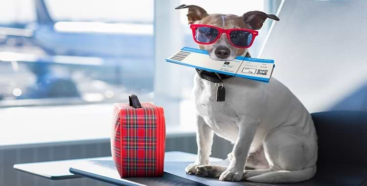 A dog with sunglasses sitting at the airport with his read luggage and a pet flight ticket in his mouth