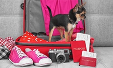 כלב קטן בתוך מזוודה מוכנה לטיול. יש לידו כרטיס טיסה ודרכון
