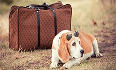 כלב עם משקפי שמש שוכב ליד מזוודה חומה מיושנת - כמה עולה להטיס כלב לחו