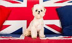 כלב יושב על ספא עם דגל של הממלכה המאוחדת