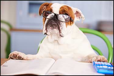 כלב עם משקפיים, מסמכים ומחשבון עושה חישובים