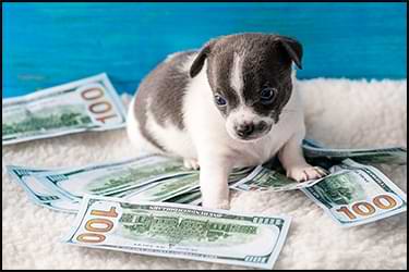 גור כלבים קטן עם דולרים