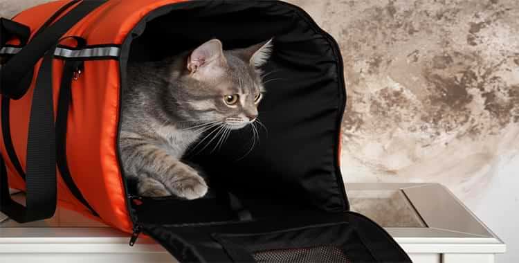 Cat in a cat flight carrier