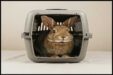 Flying With Rabbits – Ultimate Guide For Traveling With Rabbits