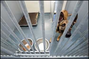 Dog sad in quarantine