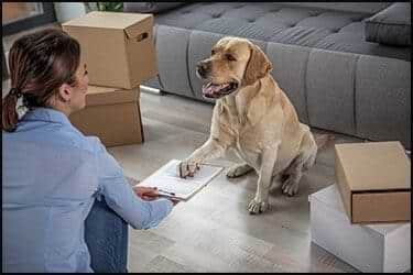 Dog placing leg/hand on paper