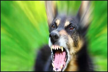 crazy dog - teeth out, ready to bite