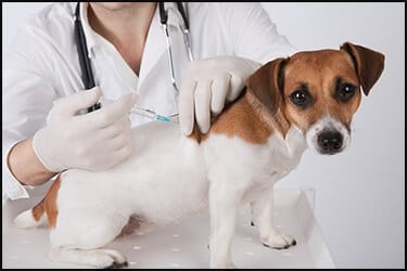 Vet vaccinating a dog against rabies