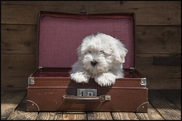 Dog in Suitcase