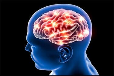 Brain of a human