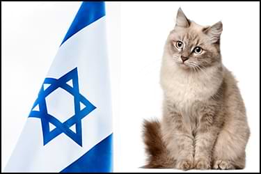 Cat next to Israel's flag