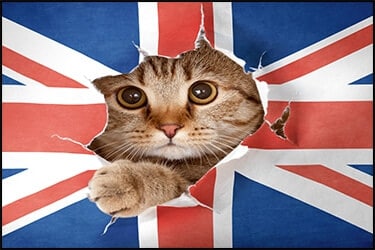 Cat ripping a UK flag