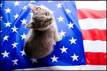Cat sitting on a US flag