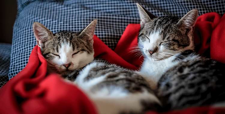 images-Flying With A Cat – International Cat Travel