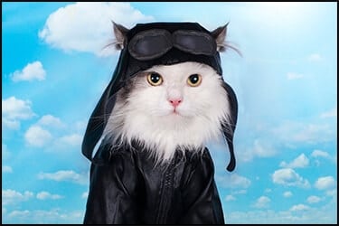 Cat dressed as a pilot