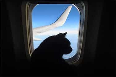 Cat looking outside a plane window