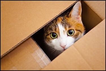 Cat inside a relocation box