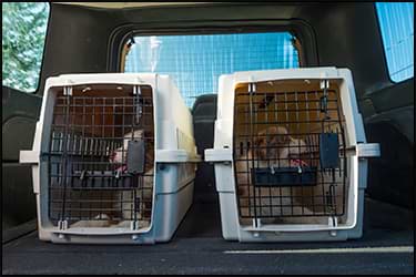 Two dogs in travel crates in the back of an SUV