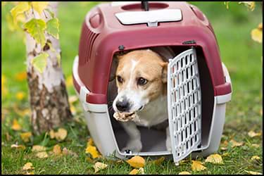 Small dog sitting calmly inside an open pet carrier on grass
