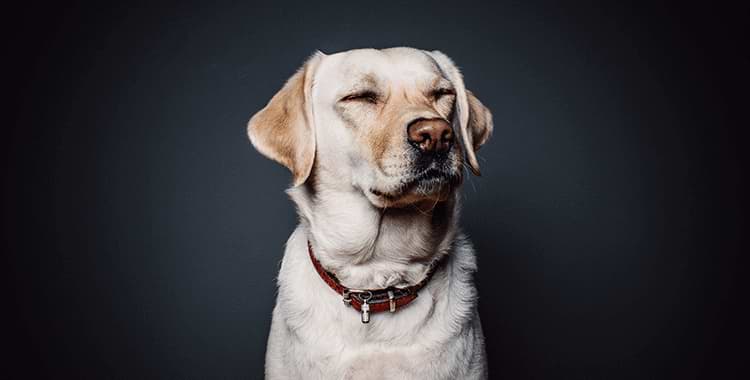 images-Pet Export – Get Your Pet Ready To Fly