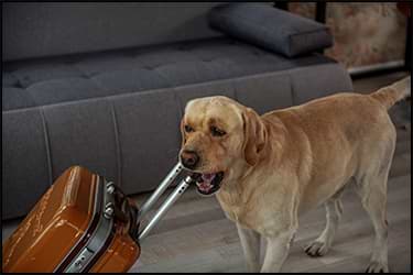 Yellow Lab holding the handle of a rolling suitcase in its mouth