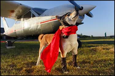 Dog wearing an aviator scarf and boots standing in front of a small plane
